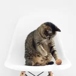 Americat Co. - Small Cardboard Ball (Multi-Pack)