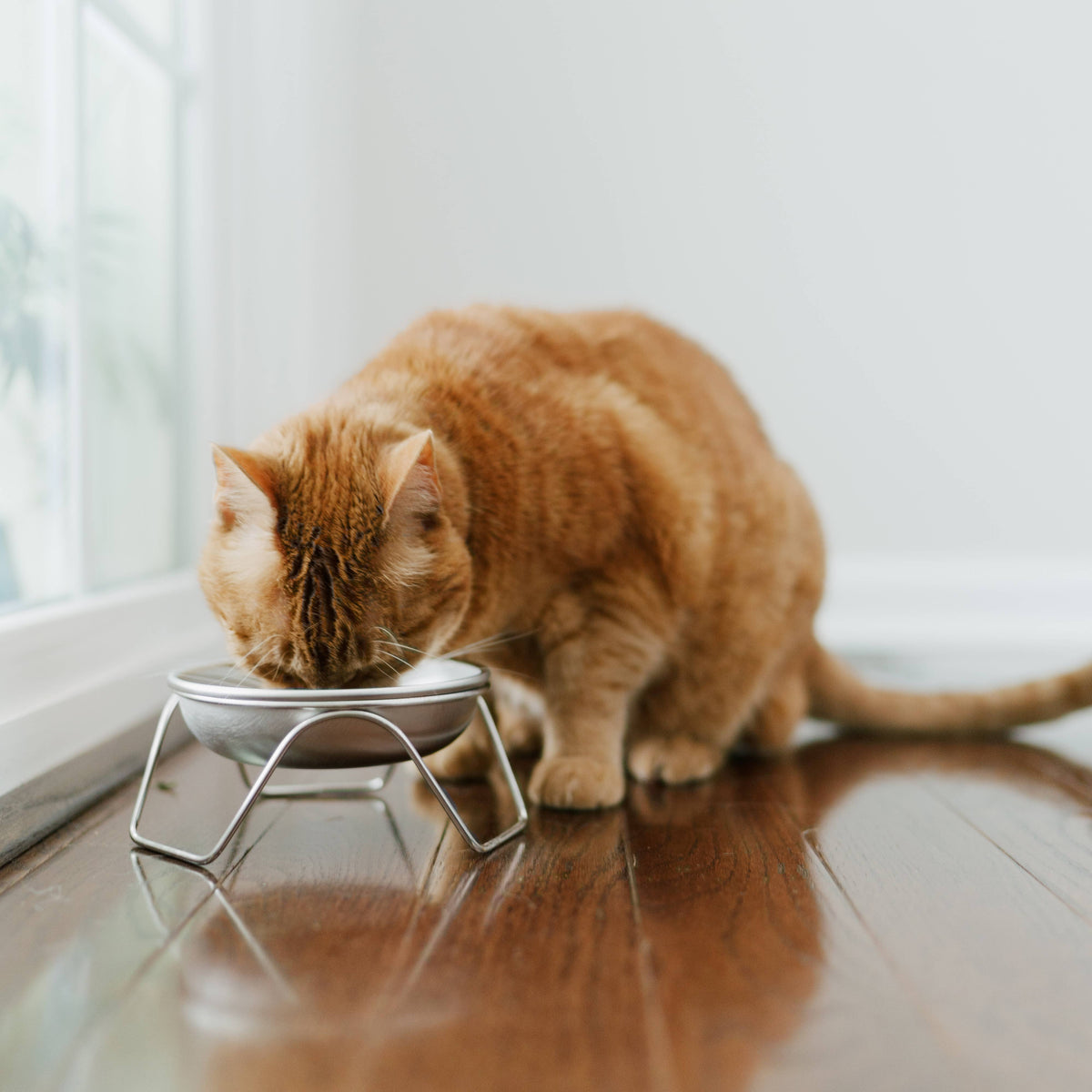 Raised Cat Bowl & Stand - Made in USA, Stainless Steel