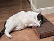Wide Handmade Wooden Cat Scratcher