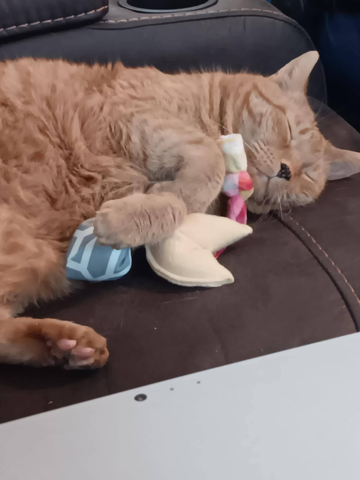 Fortune Cookie Toy